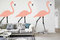 Flamingos